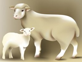 属羊的五行是什么