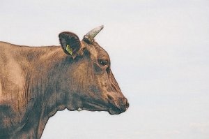 2021年属牛本命年会倒霉吗  牛年本命年怎么化解霉运