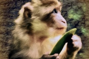 属猴人今年多大2021年 属猴的今年多少岁2021
