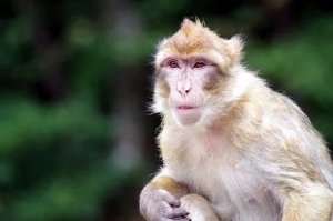 2021年属猴的贵人在哪里，属猴人生肖贵人有哪些
