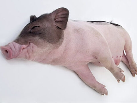 世界上最瘦的猪图片图片