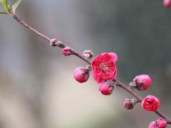 二十四节气之春分的由来和习俗