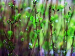 二十四节气之谷雨的由来和习俗