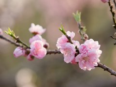 2016年招桃花风水布局