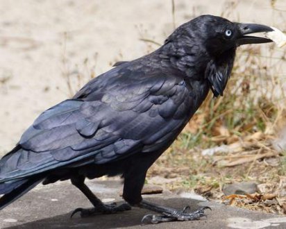 梦见黑色乌鸦是什么意思