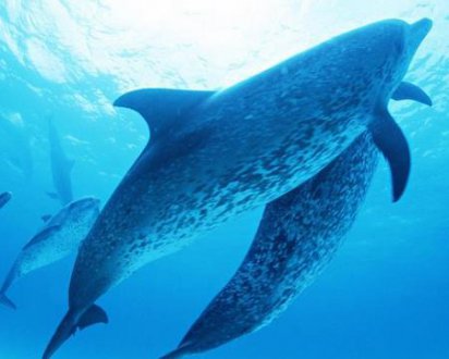 梦见一群海豚是什么意思