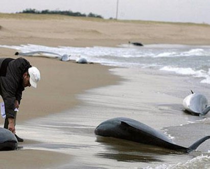 梦见海豚死了是什么意思