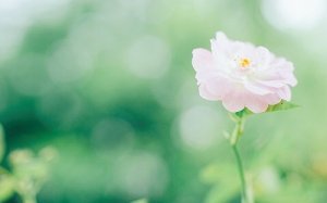 2019年招桃花的风水方向，家居怎样布置旺桃花