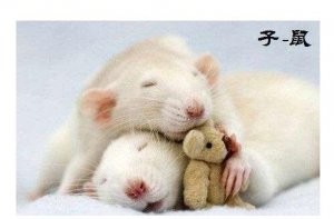 2008年属鼠的几月出生好，哪月都好秋三月最棒