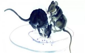 1996年属鼠人婚姻是怎样的，属鼠人的婚姻会有什么波折