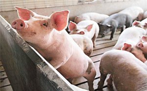 家肖是哪几个生肖，什么生肖属于家肖