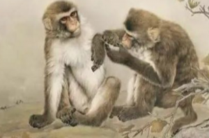 80年属猴的40岁需注意什么，事业上避免浮躁