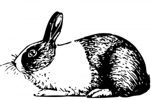 63年属兔能活多少岁，63年属兔最终寿命