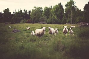 67年属羊能活多少岁，切记各运势对健康的影响