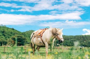 属马人2020年6月份运势解析，事业财运均有突破