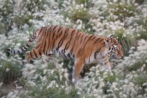 属虎2021年生牛宝宝好吗，运势有何表现