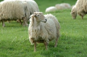 属羊人今年有牢狱之灾吗2021年，属羊2021年几月运势最差