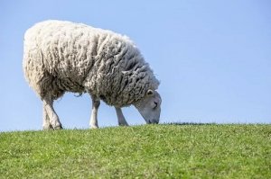 属羊今年有中大奖好运吗2021年，属羊2021年冲太岁运气如何