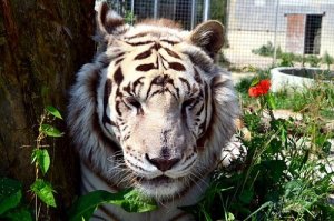 属虎的今年适合搬家吗2021年，2021年属虎的宜入宅吗