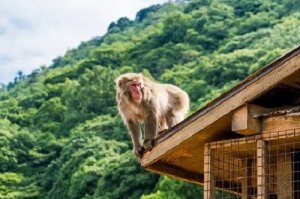 属猴的今年适合搬家吗2021年，2021年属猴的宜入宅吗