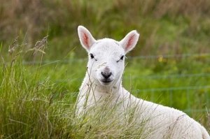 属羊人命中注定的情人是什么属相，兔、狗、猪