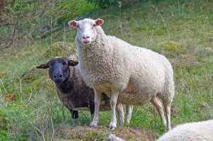 为什么牛羊相配是大忌，属牛与属羊婚后不幸福吗