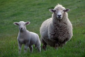 2003年属羊的2021年高考运势如何，03年属羊人牛年高考注意事项