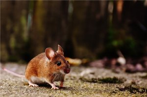 2021年什么生肖最旺鼠，哪些生肖对属鼠人帮助最大