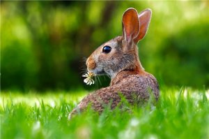 2021年什么生肖最旺兔，谁能给属兔人带来好运