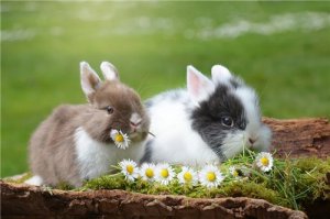 属兔农历几日出生财运好，属兔会大富大贵吗