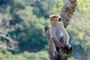 属猴人2021年1月份运势解析，健康运低迷宜注意保养