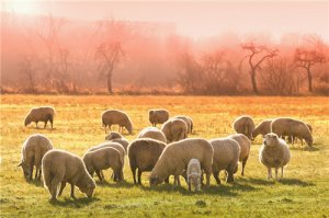 属羊人2021年1月份运势解析，事业稳定宜小心破财