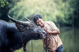 属牛为什么不能住在13楼，属牛适合住在几楼