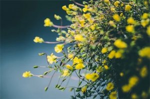 餐桌摆放什么花寓意好，餐桌花卉摆放风水