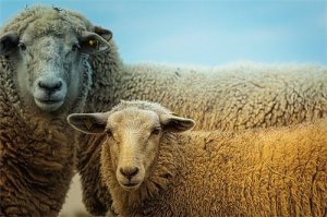 两只羊哭断肠是什么意思，适合婚配吗