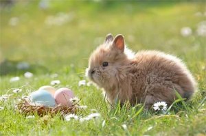 1987年属兔命中三劫，属兔人命中注定的劫难